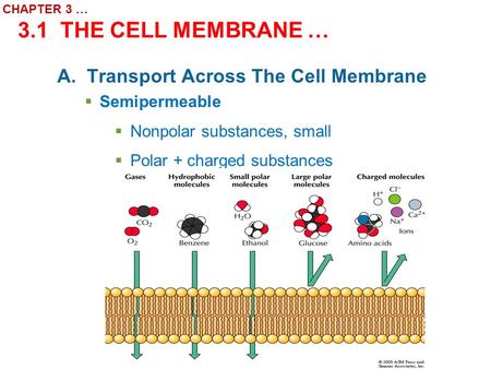 CHAPTER 3 … 3.1 THE CELL MEMBRANE …