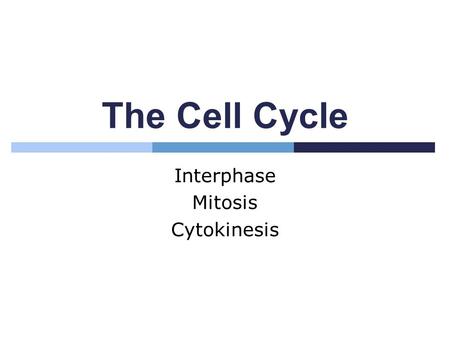 Interphase Mitosis Cytokinesis