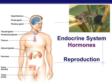 AP Biology Endocrine System Hormones Reproduction.