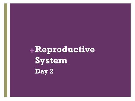 + Reproductive System Day 2. + Do Now What is this question asking?