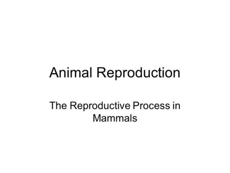 Animal Reproduction The Reproductive Process in Mammals.
