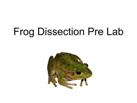 Frog Dissection Pre Lab. External (Ventral): External (Dorsal):
