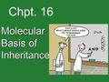 Chpt. 16 Molecular Basis of Inheritance. 1920’s Traits are inherited on chromosomes.