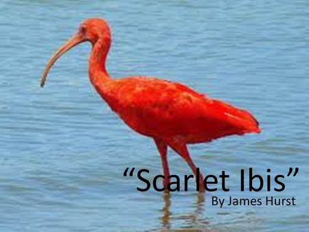 “Scarlet Ibis” By James Hurst. Connect to Your Life Read the paragraph “What People Expect” on 592. Create a bar graph of “the level of expectations”
