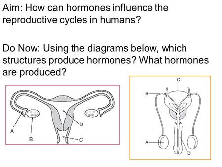 Aim: How can hormones influence the reproductive cycles in humans? Do Now: Using the diagrams below, which structures produce hormones? What hormones are.