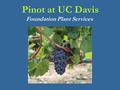 Pinot at UC Davis Foundation Plant Services. FPS Foundation Grape Collection 800+ scion & rootstock varieties 1900+ “selections” 95 Pinot Noir 6 Pinot.