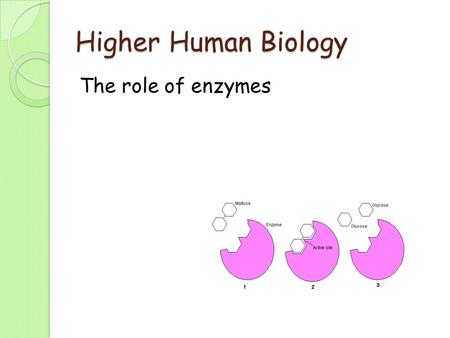 Higher Human Biology The role of enzymes. Learning Intentions By the end of this lesson we will be able to: 1. State what enzymes are. 2. Describe the.