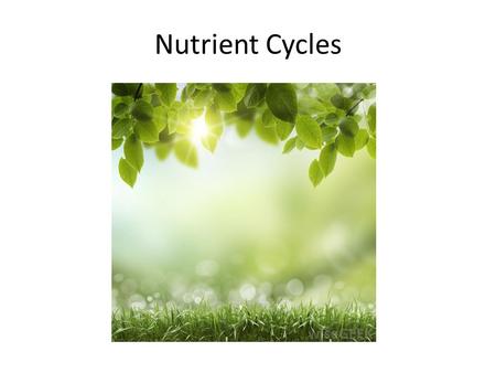 Nutrient Cycles. Nutrients circulate through ecosystems Matter is continually circulated in ecosystems Nutrient (biogeochemical) cycles – the movement.