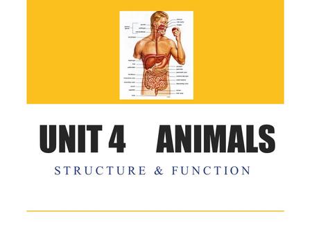 UNIT 4 ANIMALS STRUCTURE & FUNCTION. Four stages of food processing 1.Ingestion: taking in/eating of food 1.Digestion: breaking down food (mechanically/chemically)