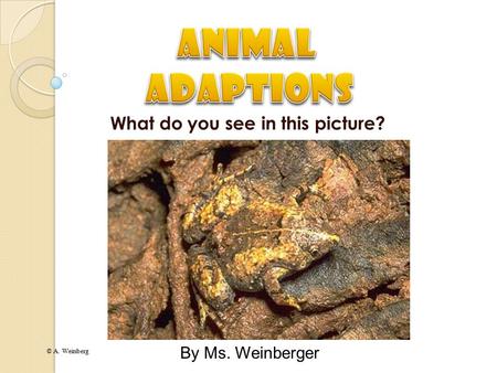 © A. Weinberg What do you see in this picture? By Ms. Weinberger.