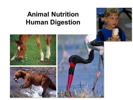 Animal Nutrition Human Digestion What do animals need to live? Animals make energy using: –food –oxygen Animals build bodies using: –food for raw materials.