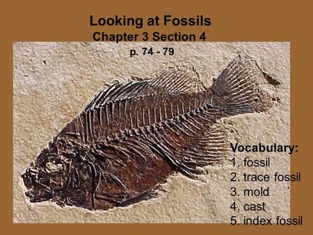 Looking at Fossils Chapter 3 Section 4 p Vocabulary: