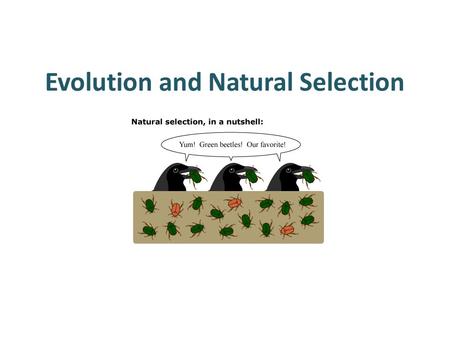 Evolution and Natural Selection. Population – group of organisms of the same species living together in a given region Natural Selection – process whereby.