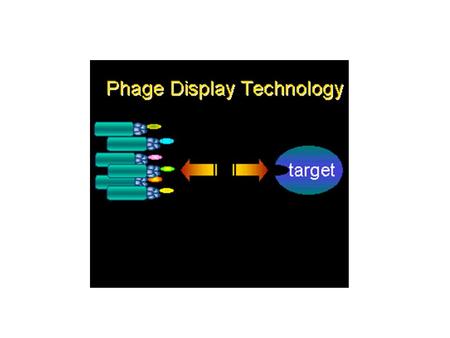 What is phage display? An in vitro selection technique using a peptide or protein genetically fused to the coat protein of a bacteriophage.