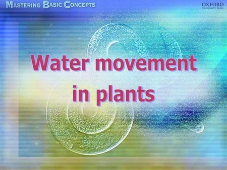 Water movement in plants.