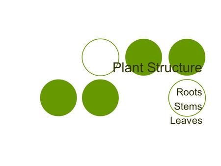 Plant Structure Roots Stems Leaves. Plant Organs Roots Stems Leaves.
