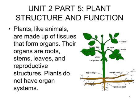 UNIT 2 PART 5: PLANT STRUCTURE AND FUNCTION