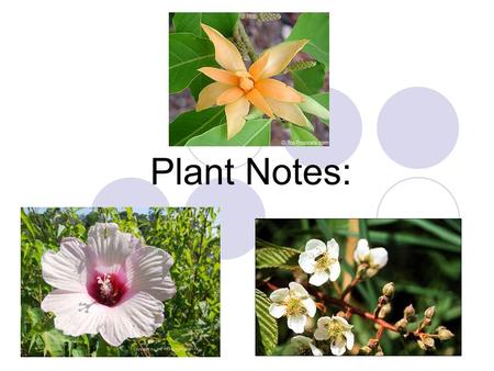 Plant Notes:. Plants: Multicellular eukaryotes Cell walls of cellulose Autotrophic (photosynthesis)  Carbon dioxide + water + light Oxygen + glucose.