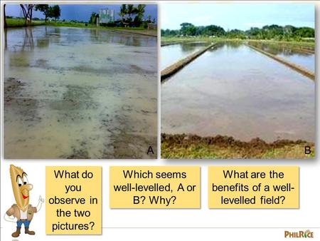 What do you observe in the two pictures? AB Which seems well-levelled, A or B? Why? What are the benefits of a well- levelled field?