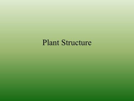Plant Structure. Plant Tissues A tissue is a group of cells organized to form a functional unit or a structural unit Plants have 3 tissue systems: –Ground.