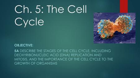 Ch. 5: The Cell Cycle OBJECTIVE: 5A DESCRIBE THE STAGES OF THE CELL CYCLE, INCLUDING DEOXYRIBONUCLEIC ACID (DNA) REPLICATION AND MITOSIS, AND THE IMPORTANCE.