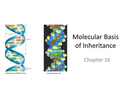 Molecular Basis of Inheritance Chapter 16 Figure 16.7a, c C T A A T C G GC A C G A T A T AT T A C T A 0.34 nm 3.4 nm (a) Key features of DNA structure.