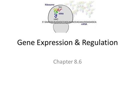 Gene Expression & Regulation Chapter 8.6. KEY CONCEPT Gene expression is carefully regulated in both prokaryotic and eukaryotic cells.