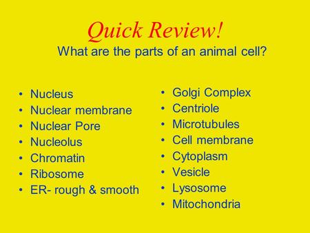 Quick Review! Nucleus Nuclear membrane Nuclear Pore Nucleolus Chromatin Ribosome ER- rough & smooth Golgi Complex Centriole Microtubules Cell membrane.