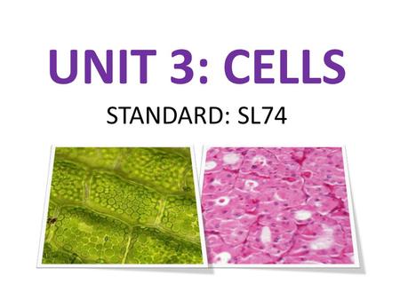 UNIT 3: CELLS STANDARD: SL74. UNIT 3: CELLS S7L2. Students will describe the structure and function of cells, tissues, organs, and organ systems. – a.