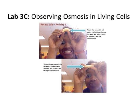 Lab 3C: Observing Osmosis in Living Cells