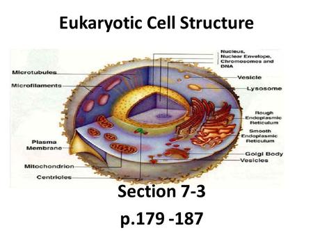 Eukaryotic Cell Structure Section 7-3 p.179 -187.