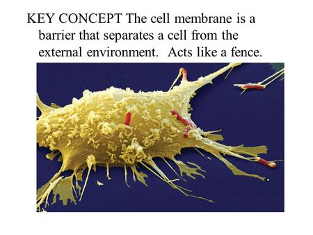 KEY CONCEPT The cell membrane is a barrier that separates a cell from the external environment. Acts like a fence.