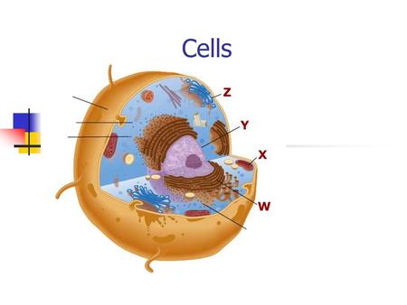 Cells. The Cell Theory All living things are made of _______. Cells are the basic unit of structure and function. New cells are produced from _________cells.