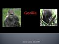 Jimmie James ASULFAT.  Gorillas are brownish.  Gorillas weigh from 200 to 400 pounds.  They could be six.