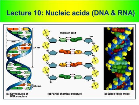 Lecture 10: Nucleic acids (DNA & RNA). Watson and Crick discovered the double helix by building models to conform to X-ray data In April 1953, James Watson.