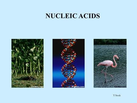 Y Stock NUCLEIC ACIDS DNA DNADNA is a nucleic acid. Within the nucleus chromosomes are made of DNA. DNA contains instructions controlling protein synthesis.