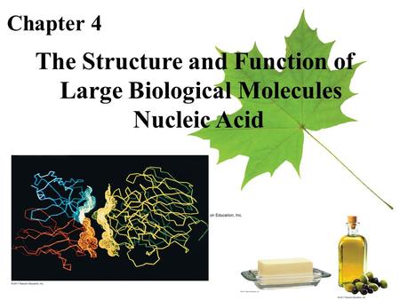 Chapter 4 The Structure and Function of Large Biological Molecules Nucleic Acid.