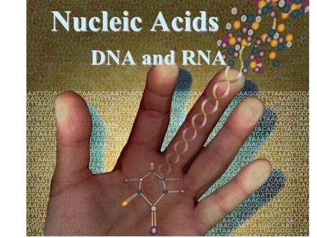 Nucleic Acids DNA and RNA Hundreds of thousands of proteins exist inside each one of us to help carry out our daily functions. These proteins are produced.