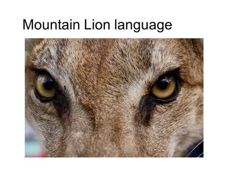 Mountain Lion language. Signs and level of Danger All the information for this came from the South Dakota Game and Fish website. This site is designed.