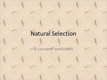 Natural Selection A cause of evolution Forces of evolutionary change Natural selection – traits that improve survival or reproduction will accumulate.