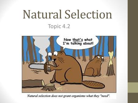 Natural Selection Topic 4.2. Introduction Review: Define adaptation: Adaptation: special feature of an organism which allows it to survive in its environment.