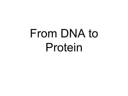 From DNA to Protein. Proteins Proteins are complex 3D structures that play a key role in cell function. All controlling enzymes are made out of protein.