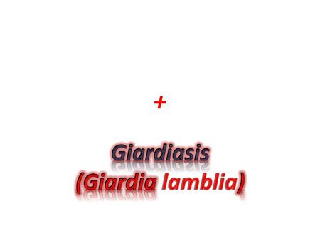 +. Introduction of Giardiasis Giardia lamblia is a flagellated protozoan parasite that colonizes and reproduces in the small intestine, causing giardiasis.