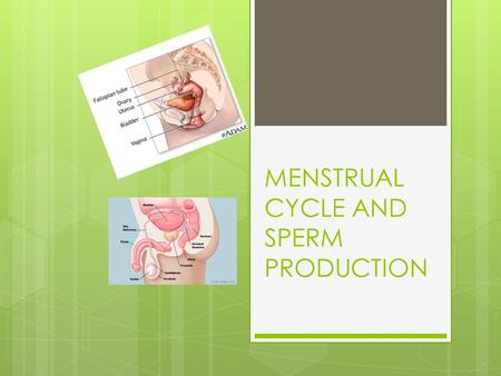 MENSTRUAL CYCLE AND SPERM PRODUCTION. MENSTRUATION Egg reaches uterus and lining thickens more Egg released.