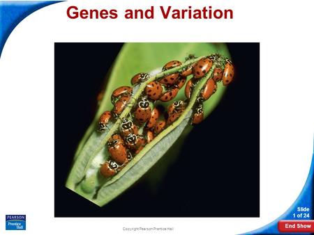 End Show Slide 1 of 24 Copyright Pearson Prentice Hall 16-1 Genes and Variation Genes and Variation.
