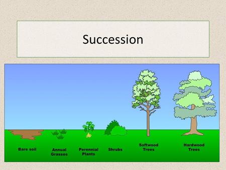 Succession. THINK ABOUT IT WARM-UP: What would happen to the school grounds if we stopped mowing the grass? What plants and animals would you see… 1.In.
