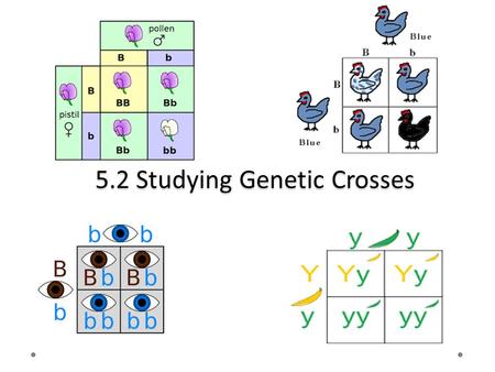 5.2 Studying Genetic Crosses. Agenda Take up homework Lesson 5.2: Studying Genetic Crosses Read pages 208-218 Vocabulary Learning Check page 212 # 7.