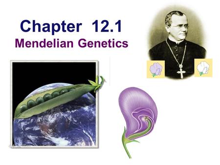 Chapter 12.1 Mendelian Genetics Gregor Mendel  Modern genetics began in the mid-1800s in an abbey garden, where a monk named Gregor Mendel documented.