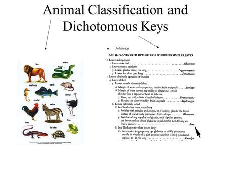 Animal Classification and Dichotomous Keys. Why classify? In order for biologists to study the diversity of life, organisms are classified in a universal.