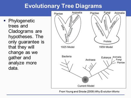  Phylogenetic trees and Cladograms are hypotheses. The only guarantee is that they will change as we gather and analyze more data. From Young and Strode.